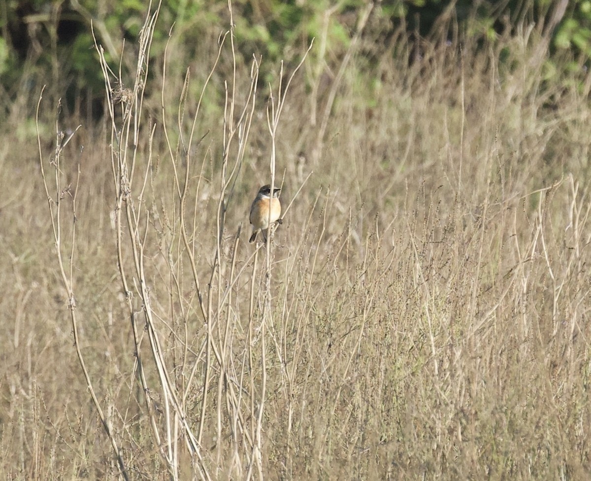 Трав'янка чорноголова - ML644670280