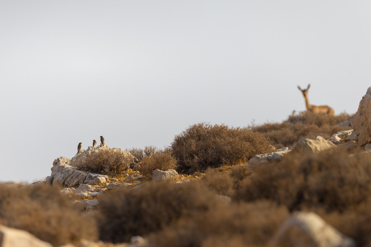 konopka obecná - ML644670283