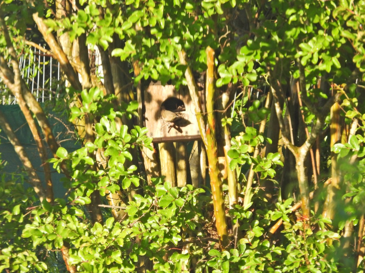 Southern House Wren - ML644670286