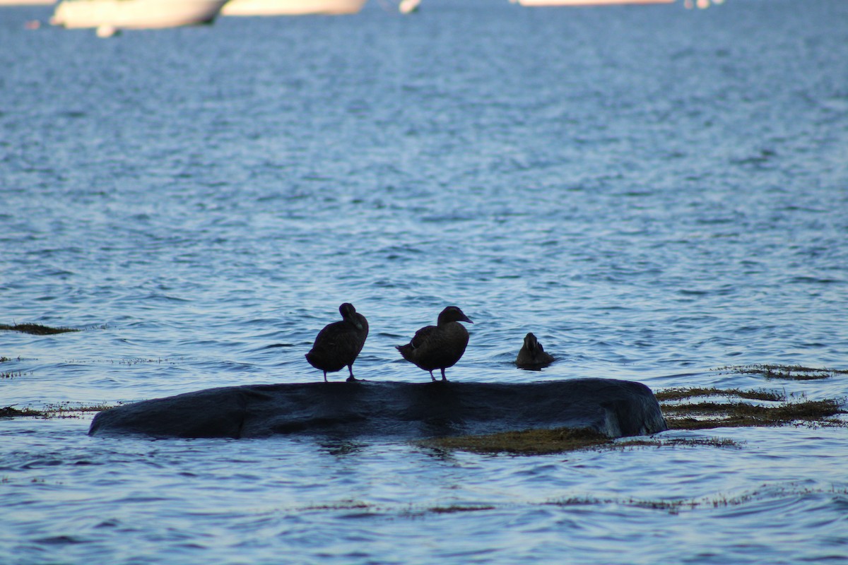 kajka mořská - ML644670289