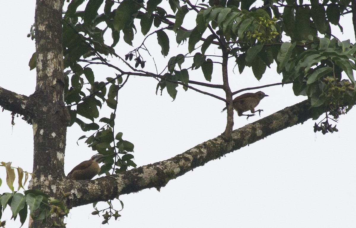 Carola's Parotia - ML644670291