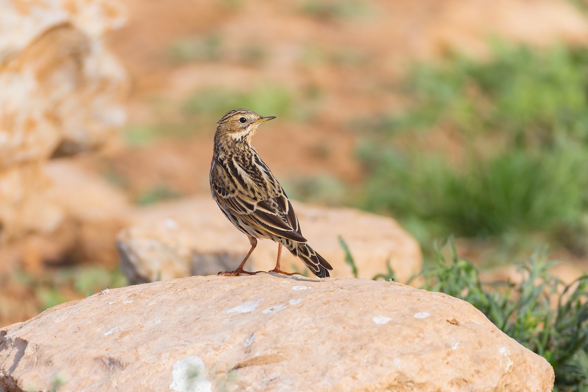 linduška rudokrká - ML644670292