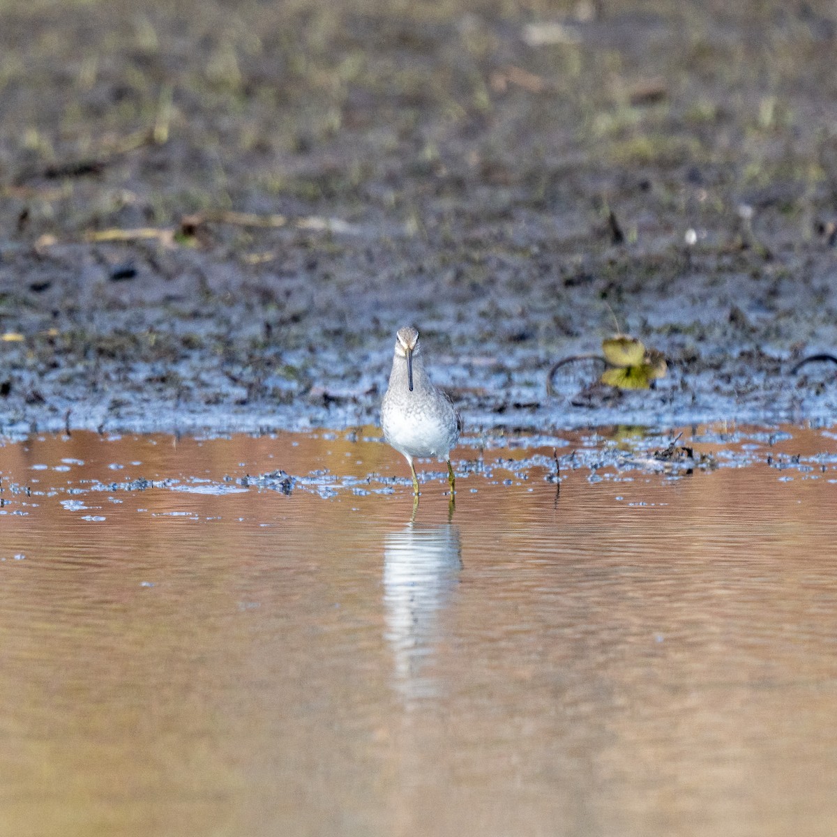 Short-billed/Long-billed Dowitcher - ML644670293