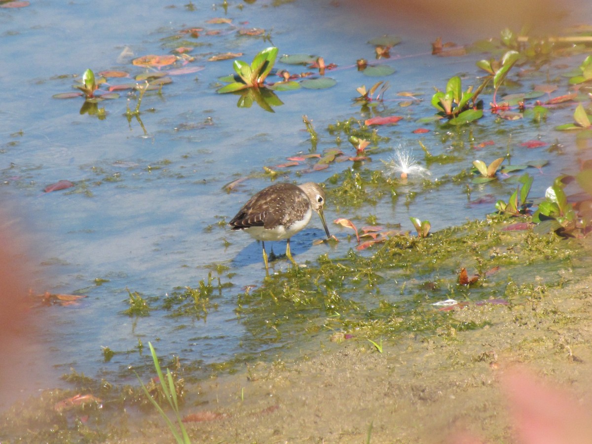 Solitary Sandpiper - ML644670294