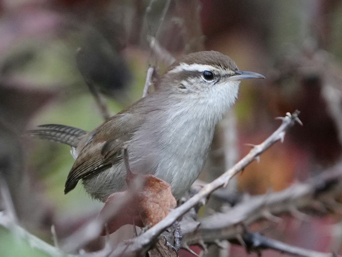 střízlík pokřovní - ML644670298