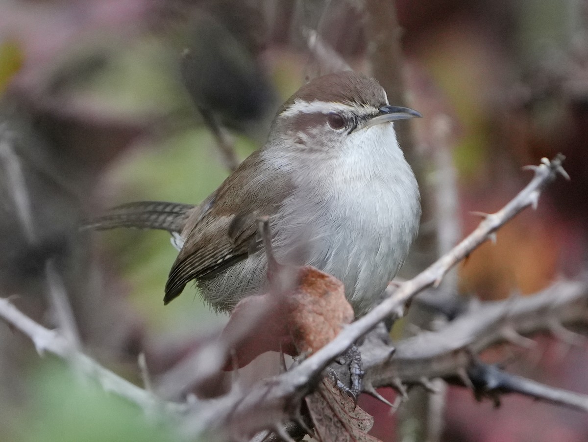střízlík pokřovní - ML644670299