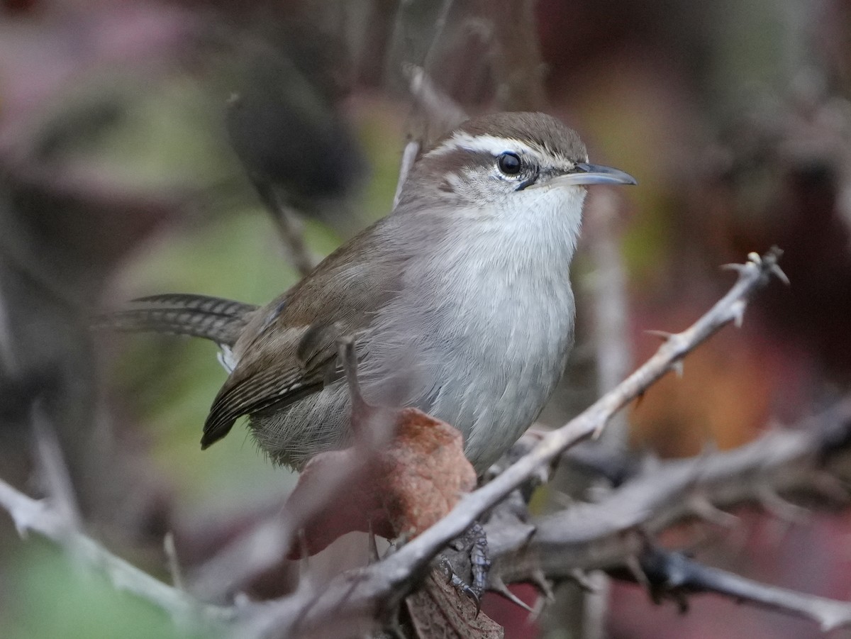střízlík pokřovní - ML644670300