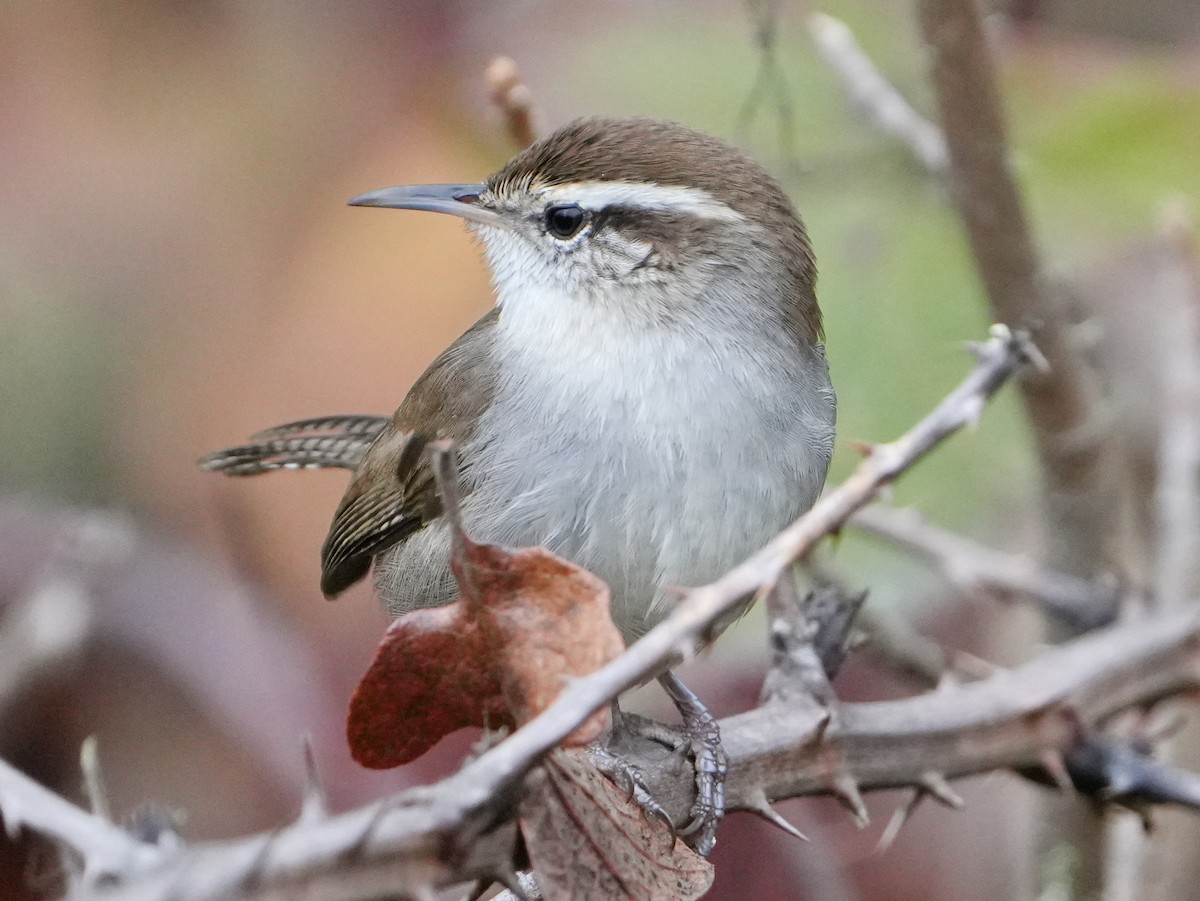 střízlík pokřovní - ML644670301