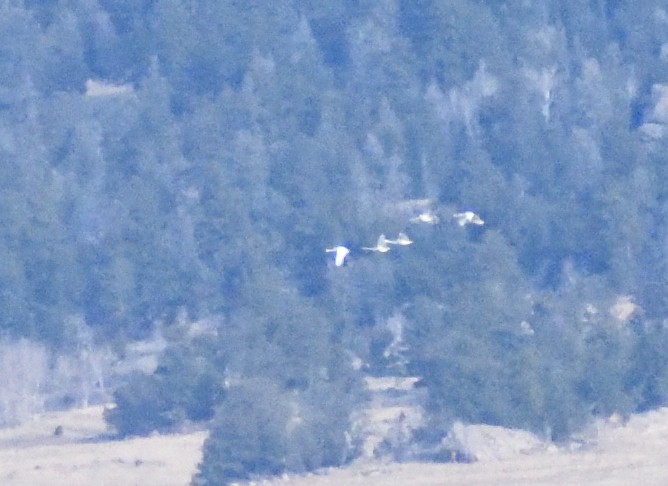 Американский лебедь - ML644670304