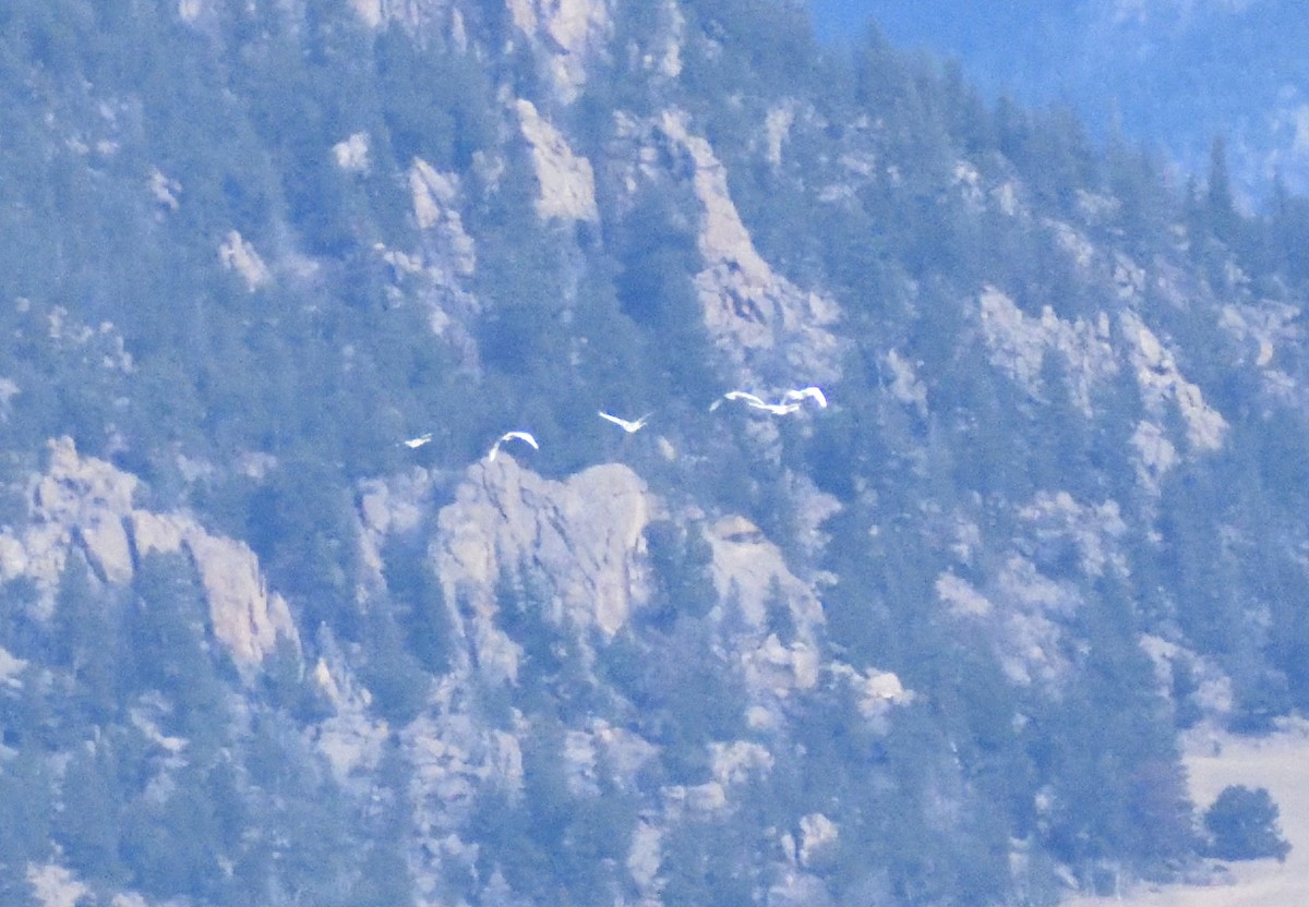 Американский лебедь - ML644670305