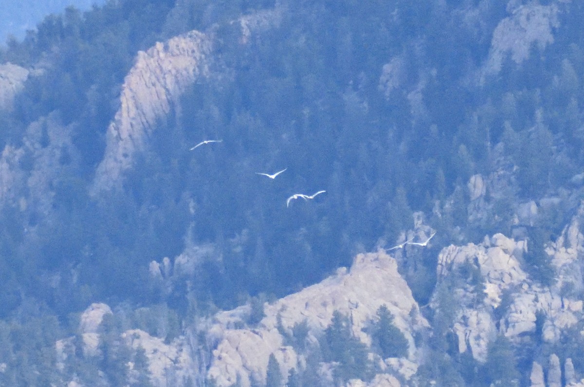 Американский лебедь - ML644670306