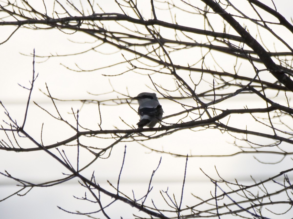 Antzandobi boreala - ML644670308