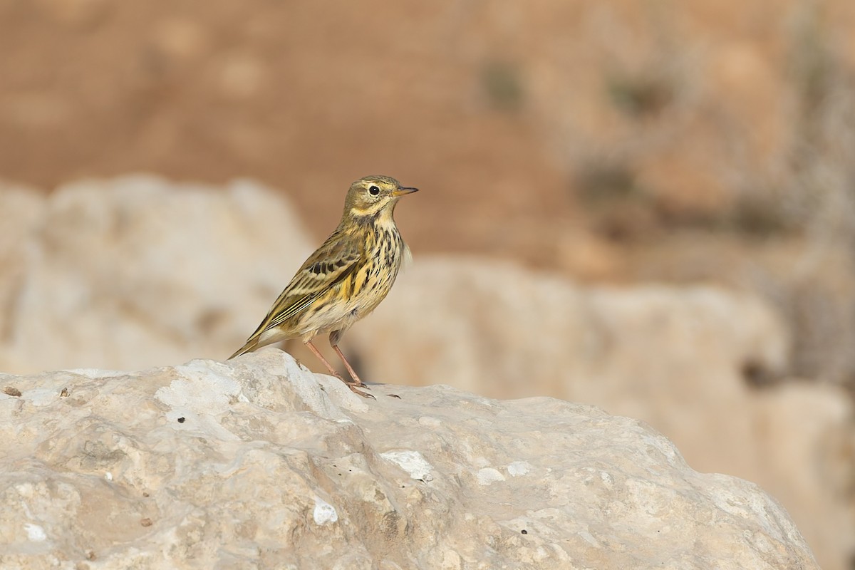 linduška luční - ML644670312