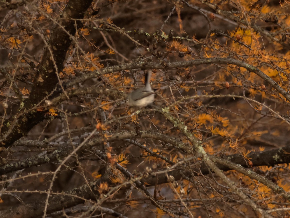 Blue-gray Gnatcatcher - ML644670313