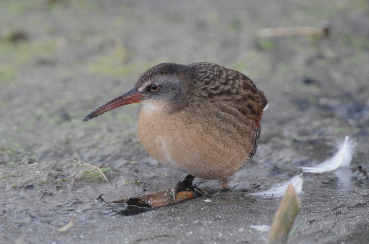 Пастушок віргінський - ML644670314