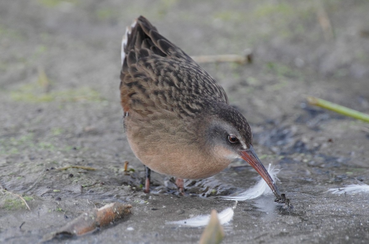 Пастушок віргінський - ML644670315