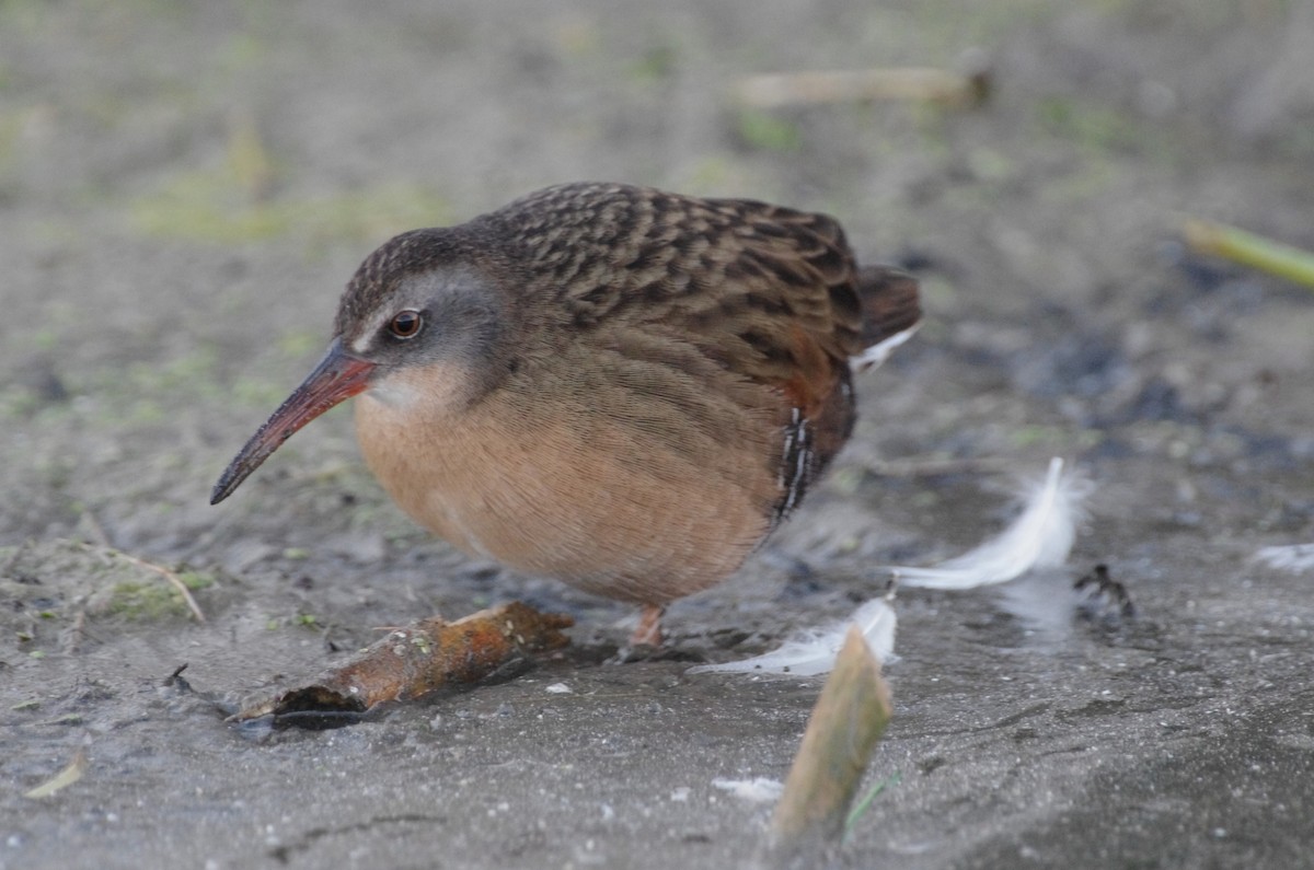 Пастушок віргінський - ML644670316
