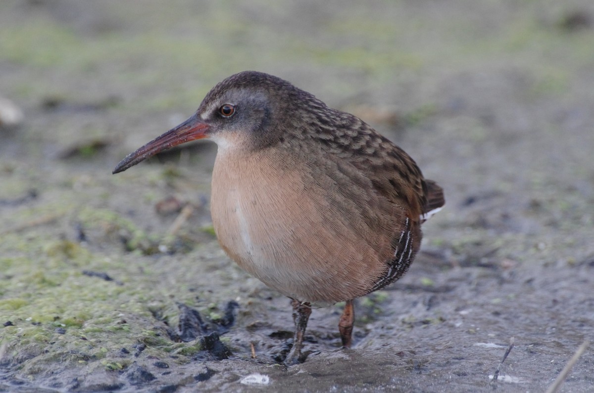 Пастушок віргінський - ML644670317