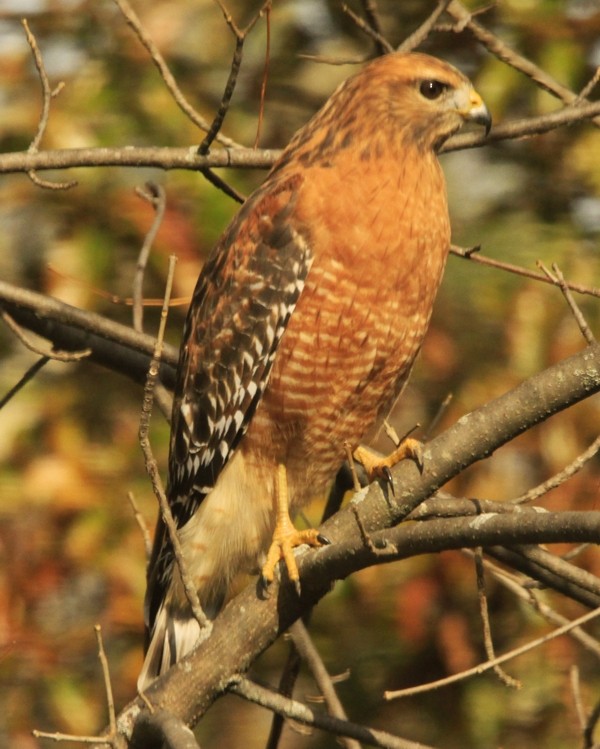 Red-shouldered Hawk - ML644670318