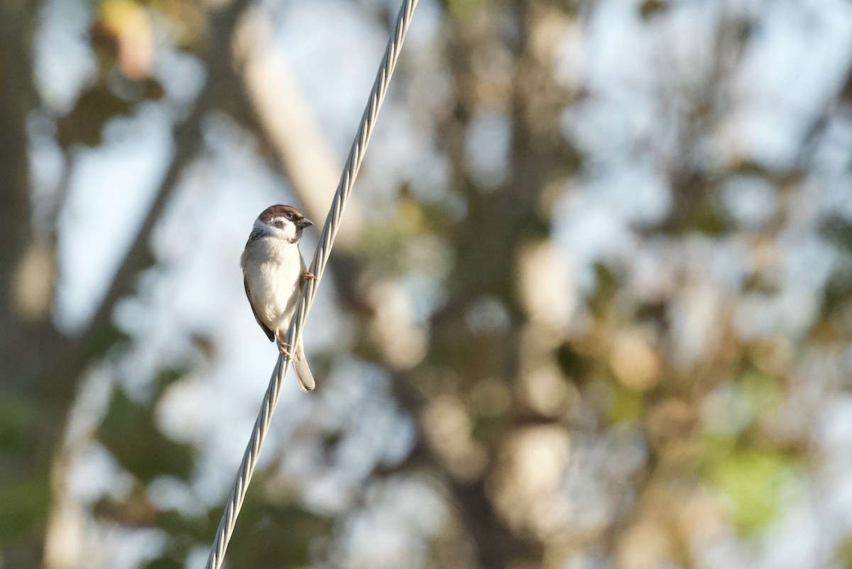 Moineau friquet - ML644670319