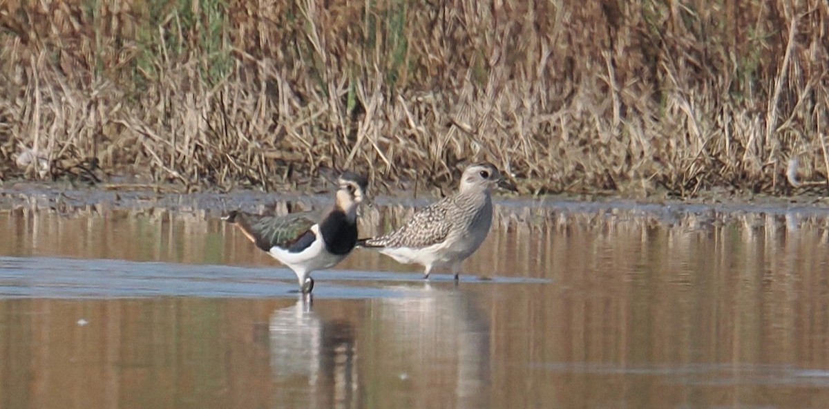Black-bellied Plover - ML644670320