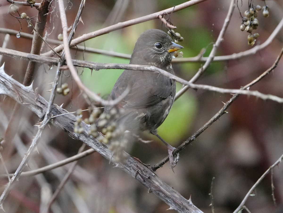 strnadec kaštanový - ML644670322