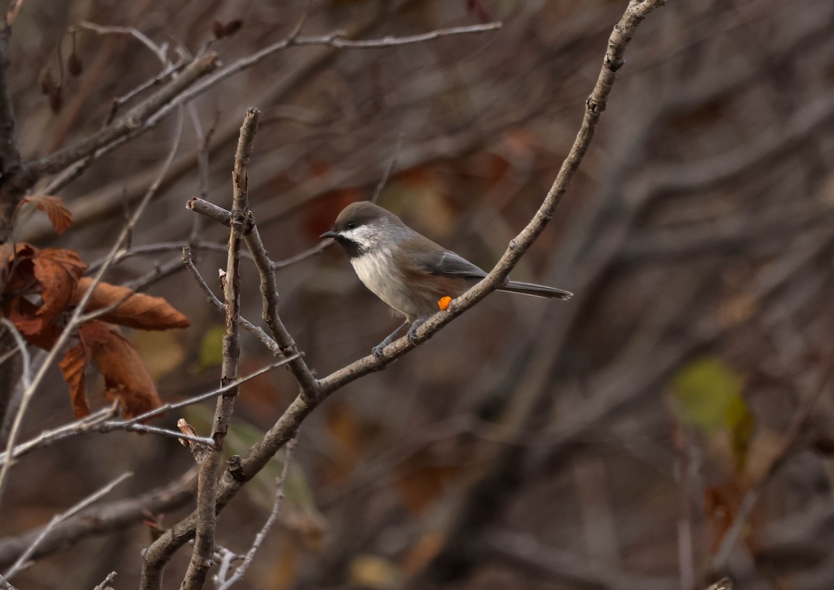 Boreal Chickadee - ML644670323