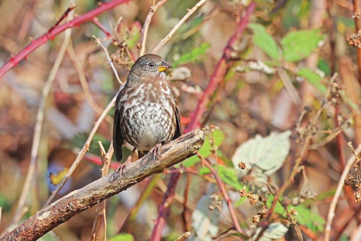 strnadec kaštanový - ML644670326