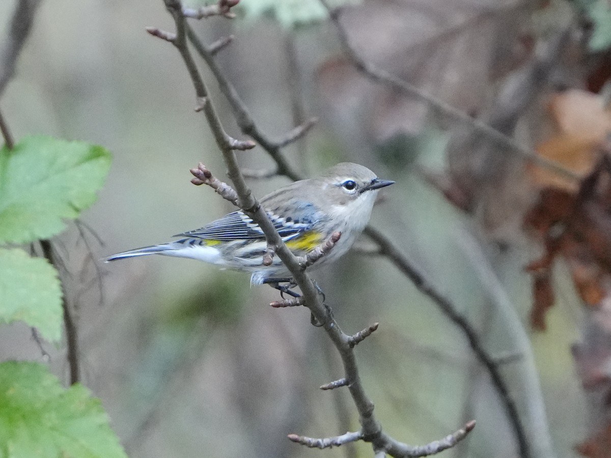 lesňáček žlutoskvrnný - ML644670331