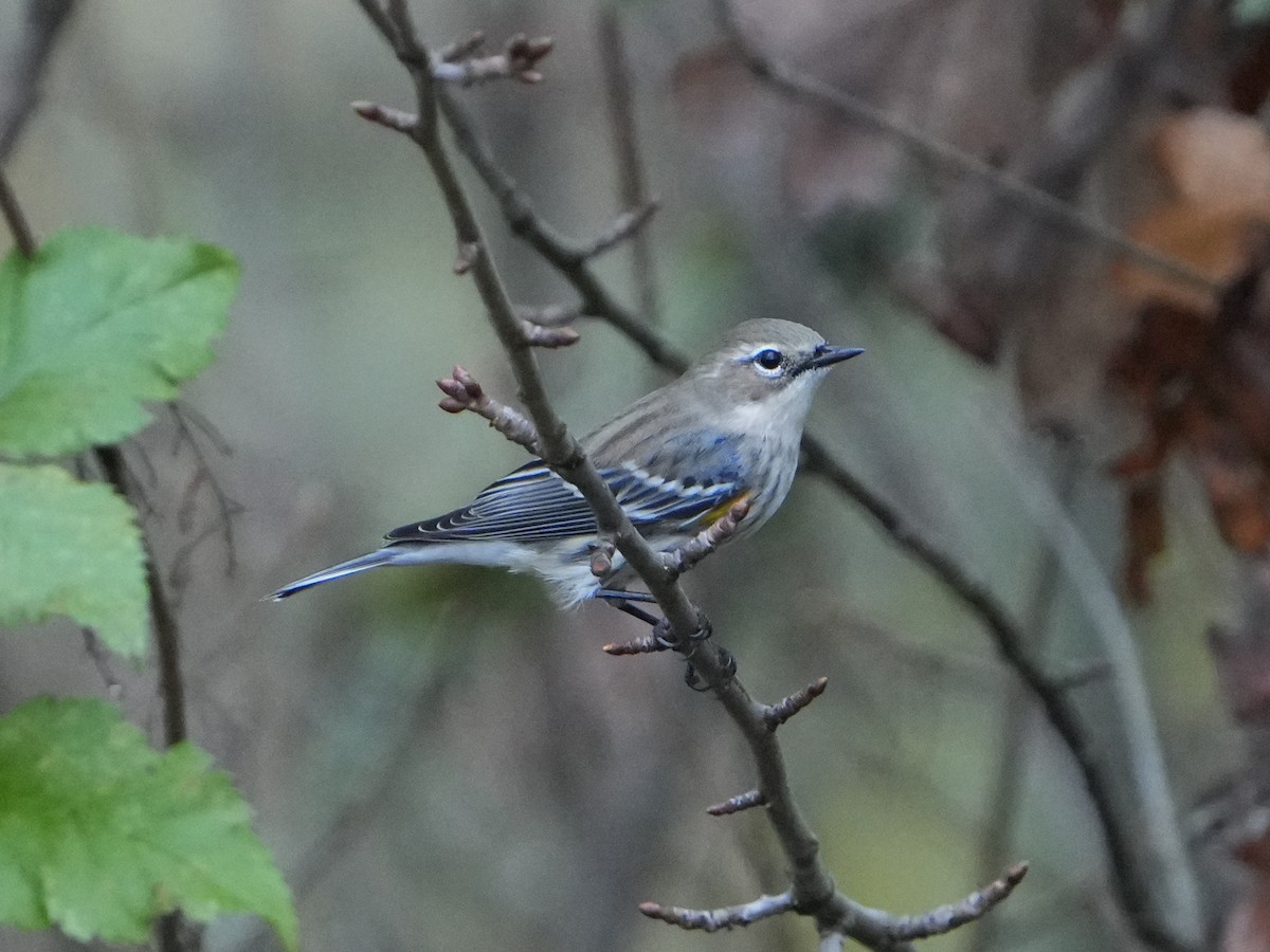 lesňáček žlutoskvrnný - ML644670332