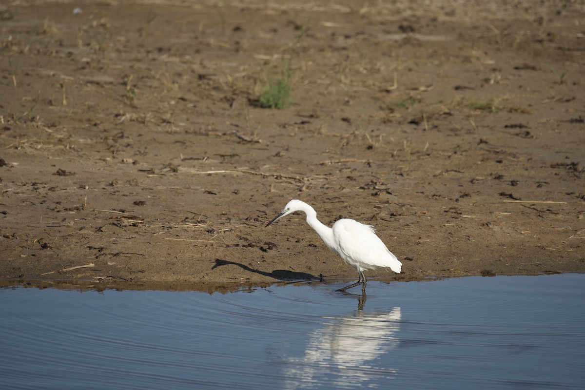 Aigrette garzette - ML644670337