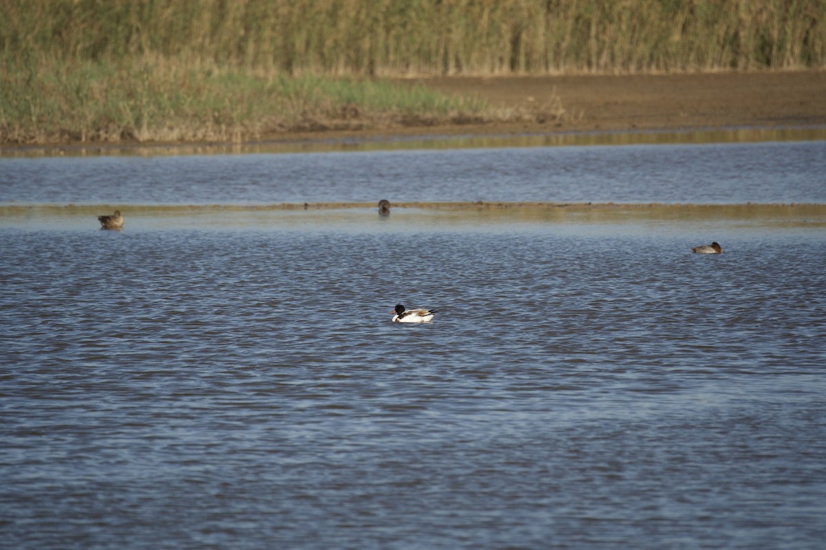 Tadorne de Belon - ML644670343