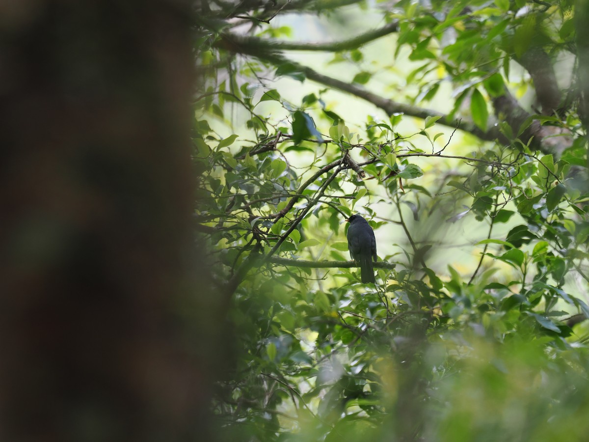 Black-faced Solitaire - ML644670345