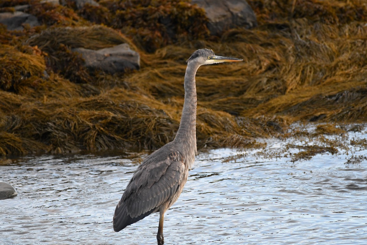 Great Blue Heron - ML644670347
