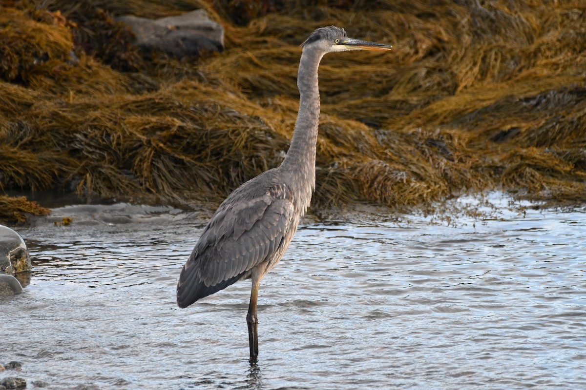 Great Blue Heron - ML644670348
