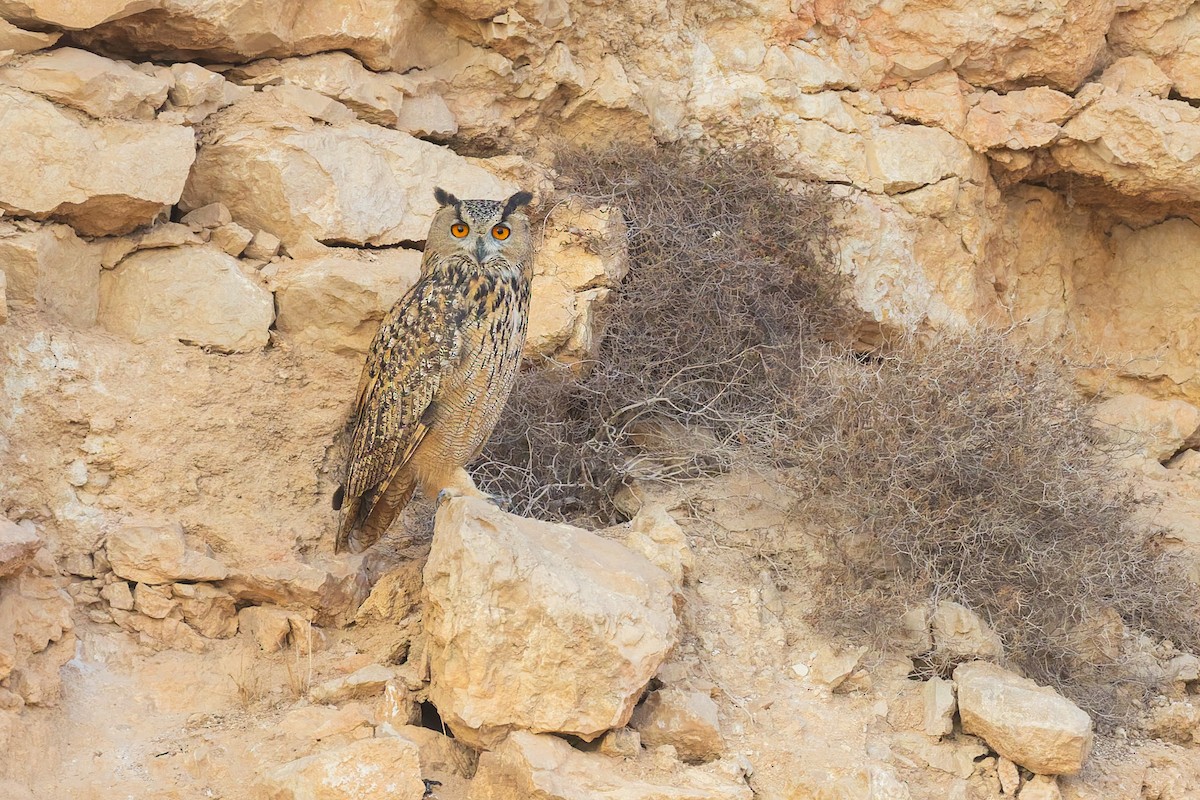 výr velký - ML644670349