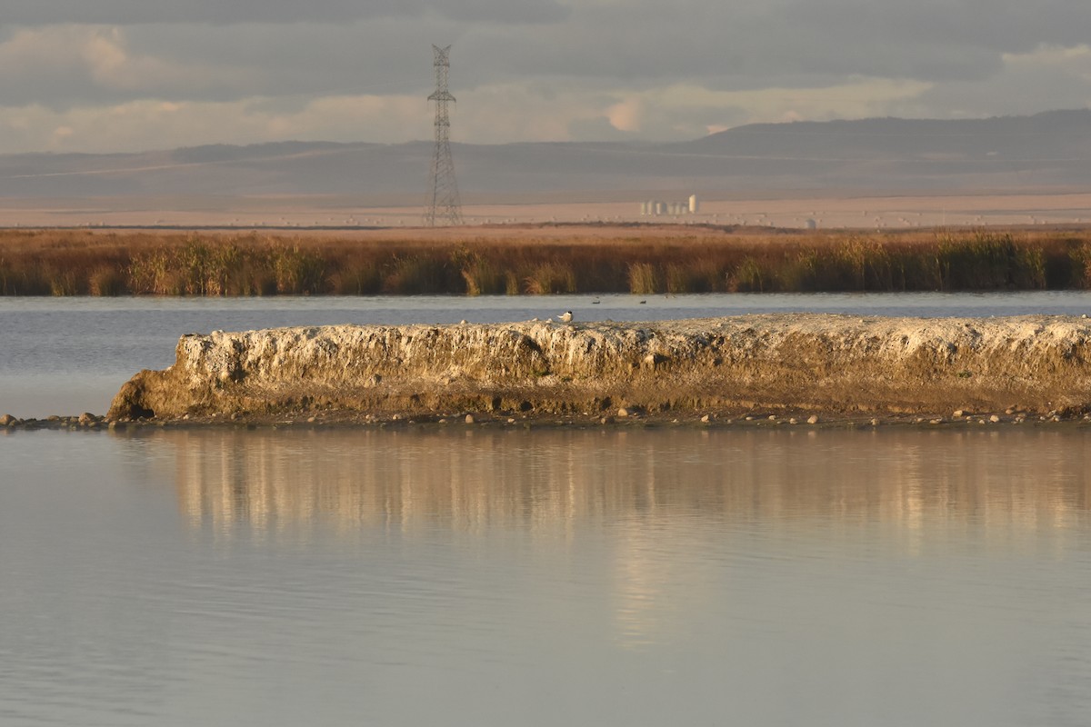 Arctic Tern - ML644670353