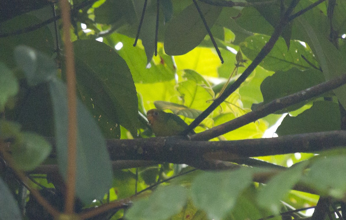 Yellow-capped Pygmy-Parrot - ML644670356