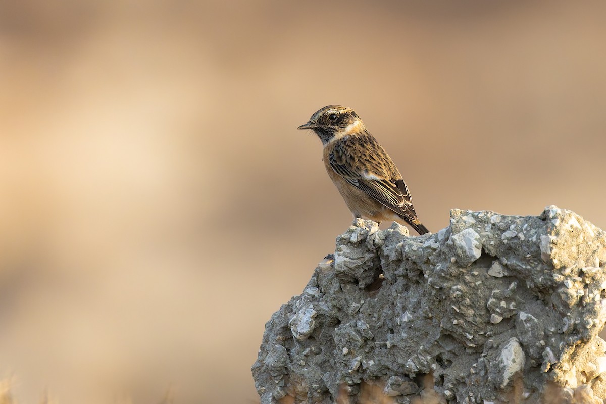 Трав'янка чорноголова - ML644670358