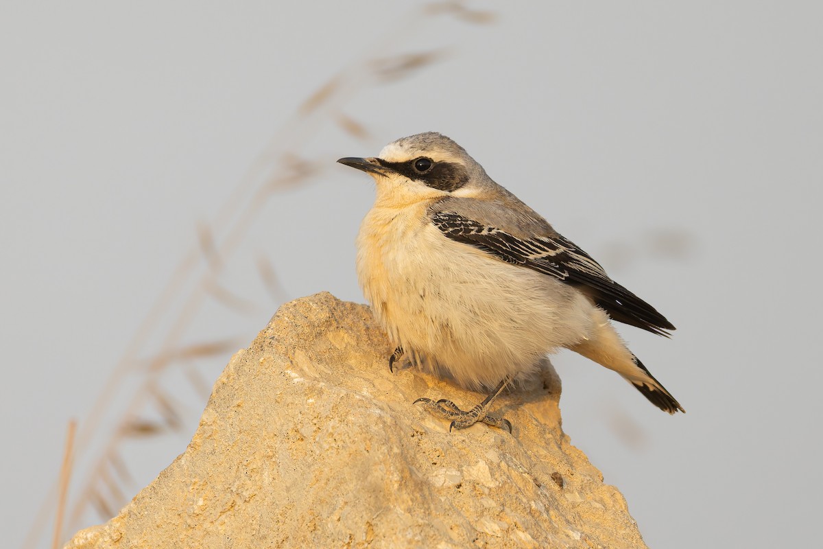 ハシグロヒタキ - ML644670361