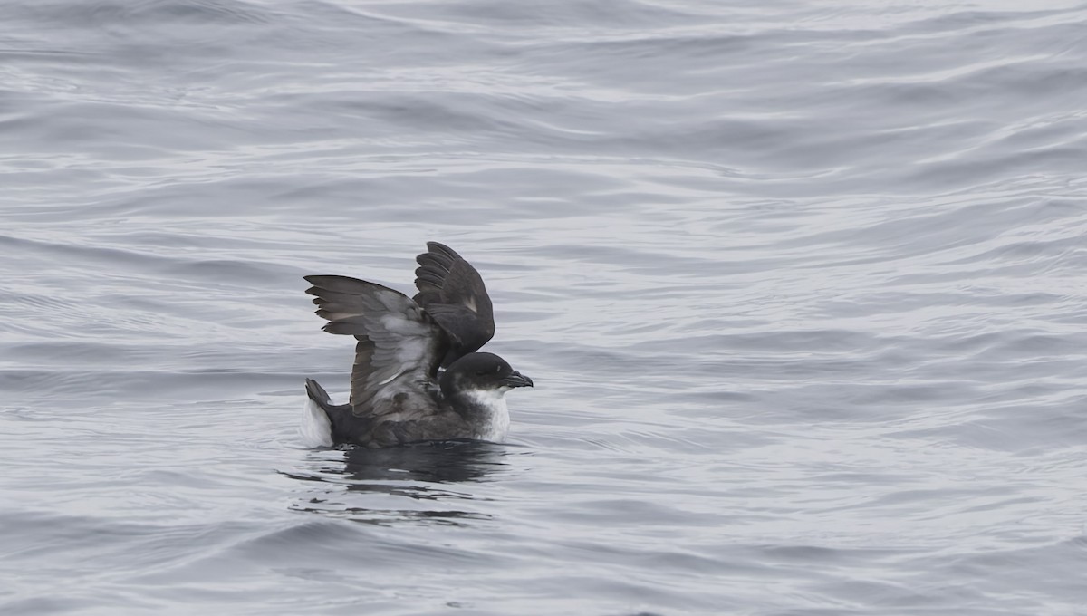 buřník peruánský - ML644670366