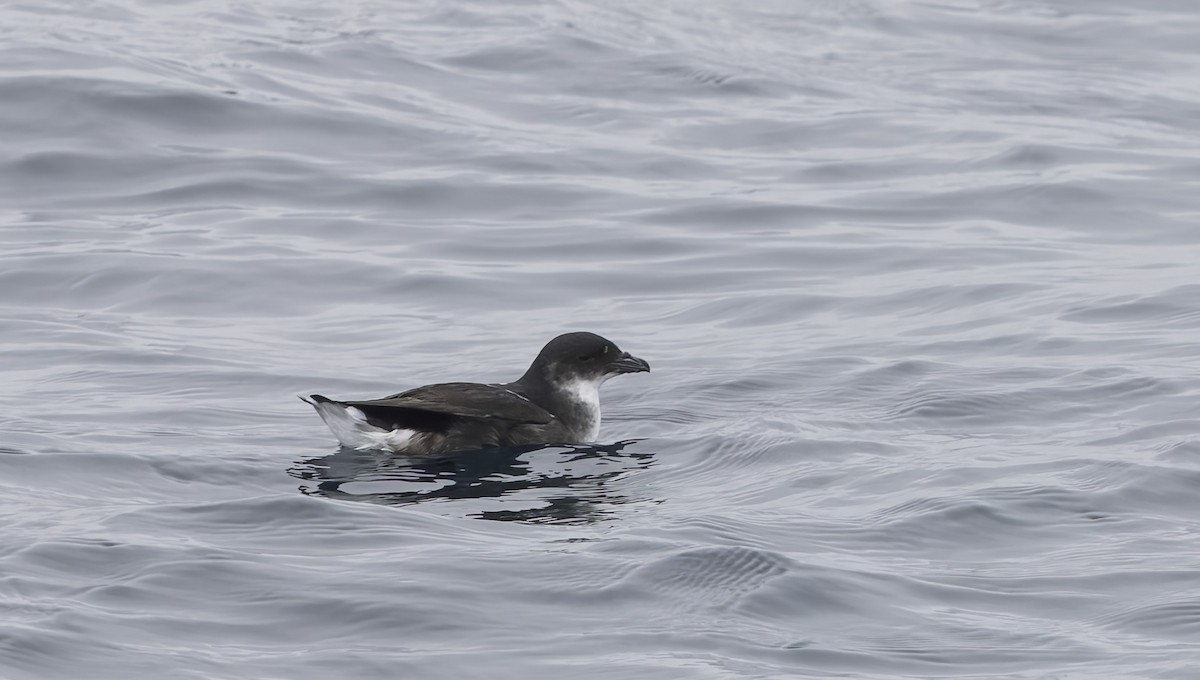 buřník peruánský - ML644670367