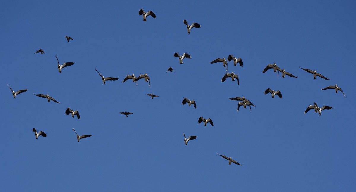 Vanneau huppé - ML644670378