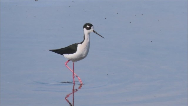 Cigüeñuela Cuellinegra - ML644670381