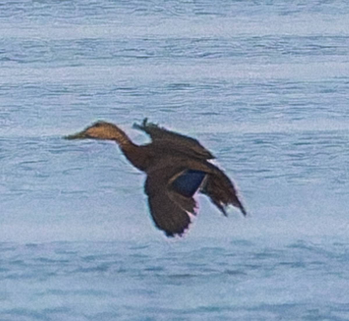 kachna pobřežní - ML644670383