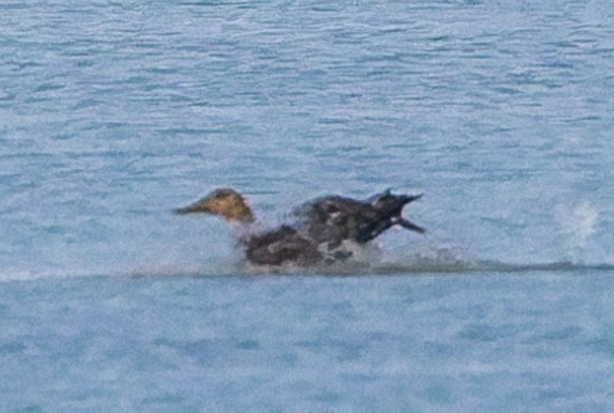 kachna pobřežní - ML644670384