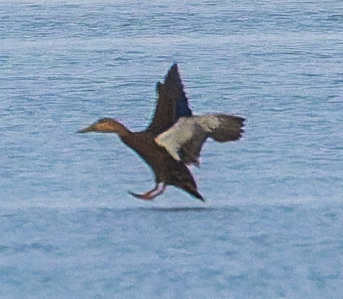 kachna pobřežní - ML644670386