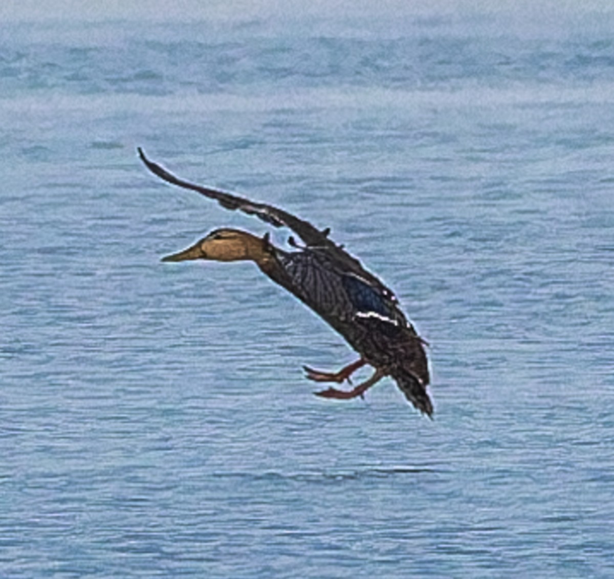 kachna pobřežní - ML644670387