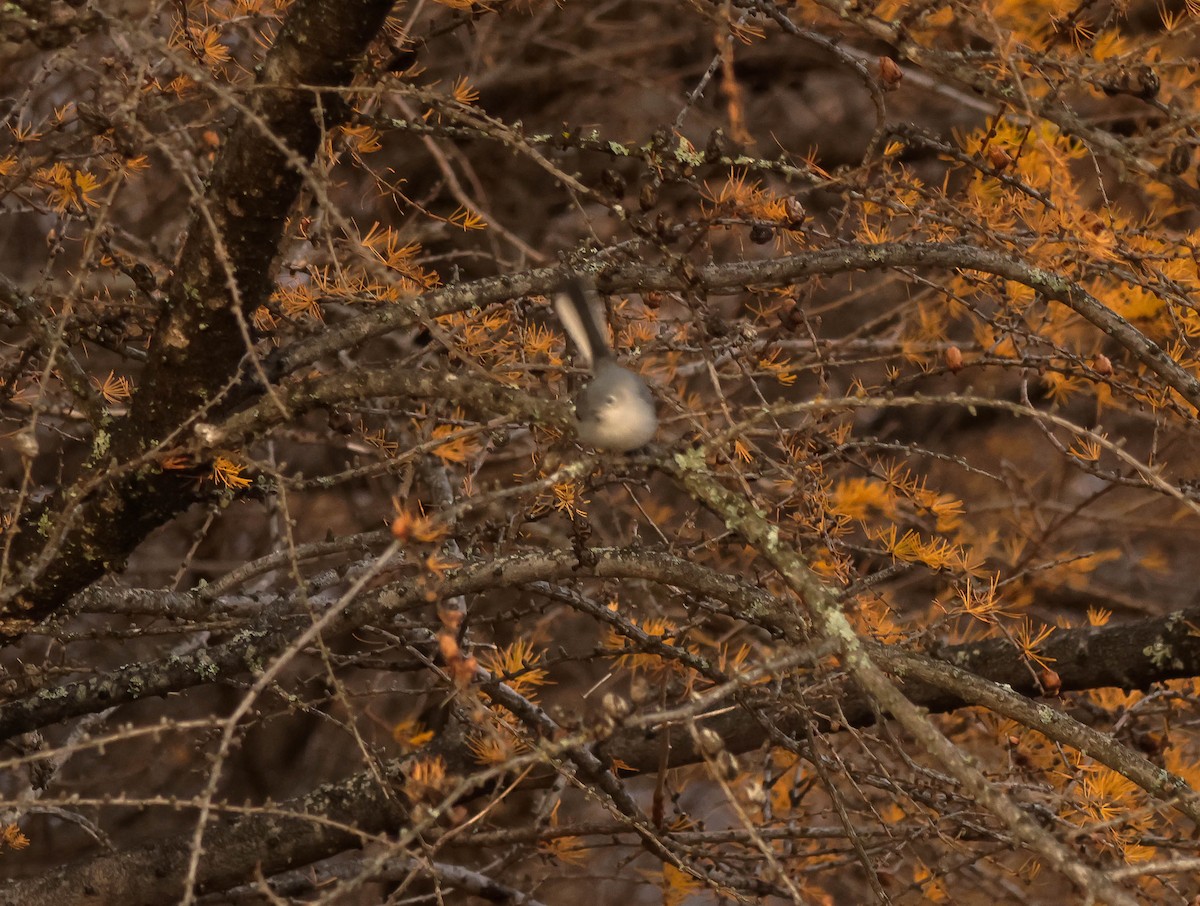 Blue-gray Gnatcatcher - ML644670393