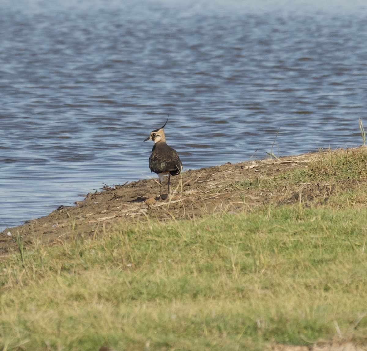 Vanneau huppé - ML644670403